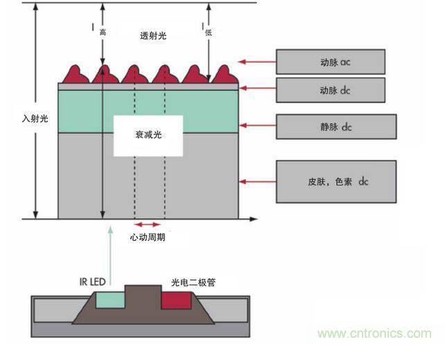 可以用發光二極管 （LED） 來照亮皮膚，然后測量反射到一個光電二極管的光量來監測每個心動周期